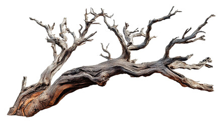 Old dry tree branch, isolated on transparent cutout background
