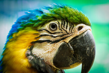 multicolored parrot ara © Giuseppe Cipriani