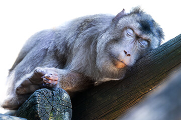 Siesta