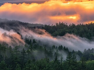 Obraz premium Low Hanging Clouds Over Serene Forest Landscape