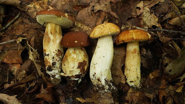   white mushrooms: boletus edulis resien collected in the forest, between the oak leaves. 