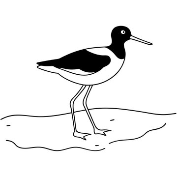 recommend clip art: Vibrant Oystercatcher Vector Art Exploring Coastal Habitats
                    