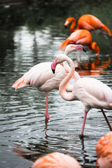 White and pink flamingo with a heart-shaped neck and a standing posture, one leg is closed and the...