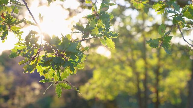 Hojas de roble iluminadas por rayos de sol al atardecer en el bosque