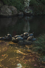 Obraz premium Turtle basking on the rock in freshwater pond of Japanese garden, Tokyo, Japan