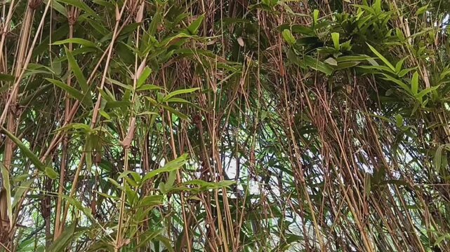 Close up of Bambusa multiplex foliage for green hedge and live fences. It is a species of bamboo native to China.