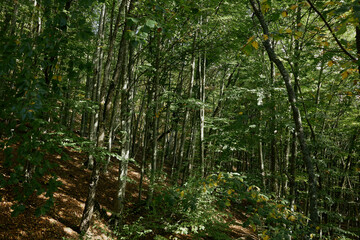 Lush Green Forest Filled with Fallen Leaves and Vibrant Foliage in Nature's Beauty and Serenity