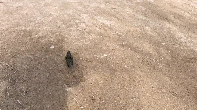 Starling Exploring Park in Paris