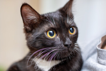 A detailed close up of a black cat featuring its striking yellow eyes