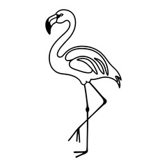 flamingo silhouette isolated on white