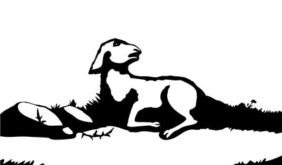 Vector drawing. The sheep got lost in the field