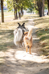 Two dogs are happily walking down a lovely path in a park