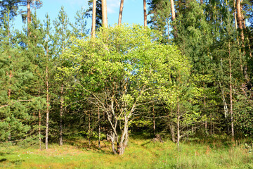 Fototapeta premium a tree with green leaves and a blue sky in the background