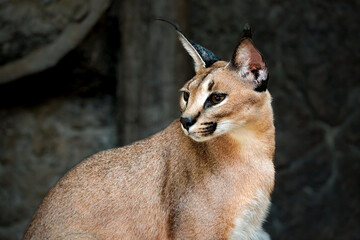 Portrait of caracal