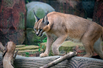 Portrait of caracal