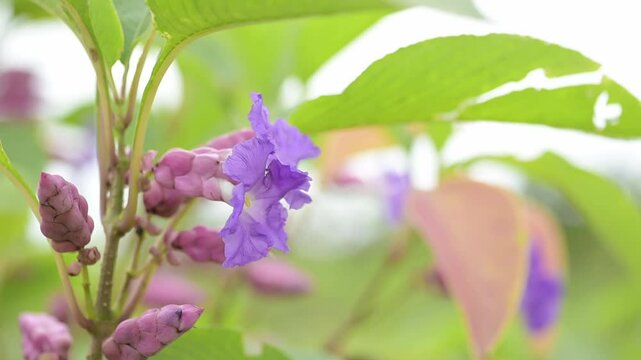 Karvi wild flower of western ghats in India Maharashtra during blooming. Selective focus and swaying by the wind in slow motion.