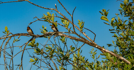 A brood of common swallow (Hirundo rustica) has left the nest and lives in the swamp...