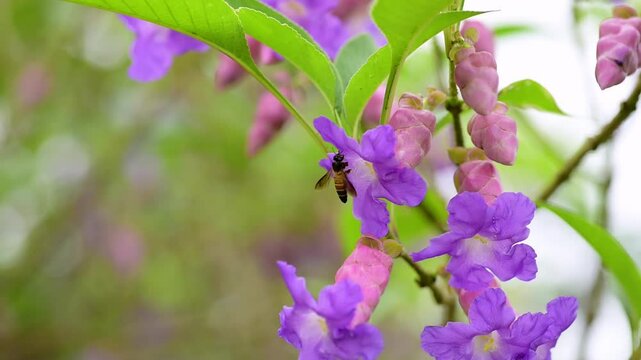 Bee visiting to Karvi flower scientificall known as Strobilanthes callosa plant to get nectar from it.