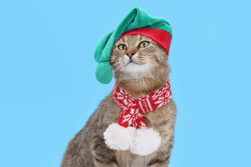 Studio portrait of a grey Cat looks up against a blue background. Funny kitten wearing warm sweater scarf and Santa Claus xmas red cap. Cat with Santa hat. Place for text. Pet. Xmas. Happy New Year.