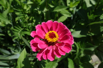 Fototapeta premium Close view of magenta colored flower of semi double Zinnia elegans in July