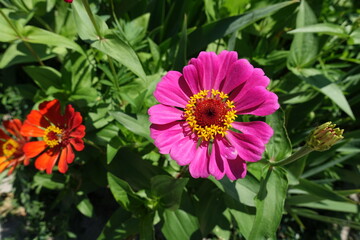 Fuchsia colored and orange flowers of Zinnia elegans in July