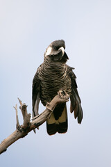 Baudin's Black-Cockatoo