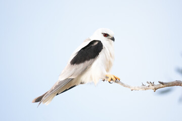 Black-Shouldered Kite