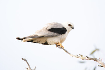 Black-Shouldered Kite