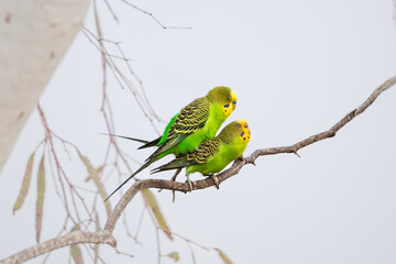 Budgerigar © Louise