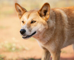 Dingo