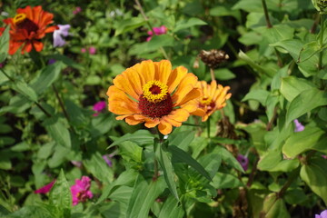 Pair of orange flowers of single Zinnia elegans in August