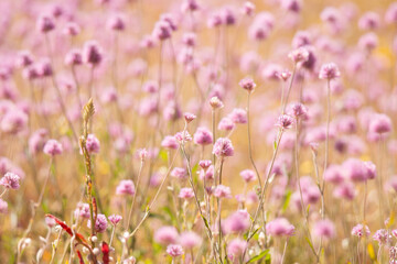 Fototapeta premium Wildflowers
