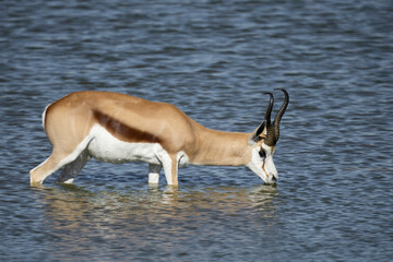 Gazelle, an antelope drinking water.