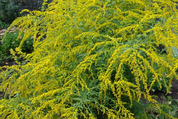Abundant yellow flowers of Solidago canadensis in August
