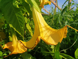 Close-up of yellow brugmansia flowers blooming in a clearing.