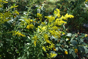 Bright yellow flowers of Solidago canadensis in September