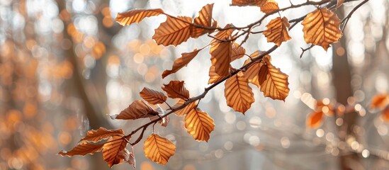 Forest scene featuring a tree branch showcasing dry brown leaves against a blurred background on a sunny day with available copy space image