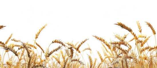 Barley pressed with copy space image on a white backdrop