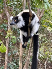 Black-and-white ruffed lemur