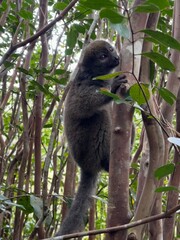 Bamboo lemur in Madagascar © valeria