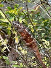 Chameleon on a branch