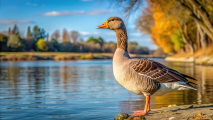 Fototapeta premium local gray goose on sacramento river