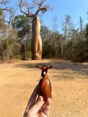 twisted baobab in Madagascar