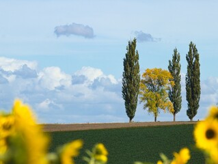 drzewa w kolorowych liściach © Piotr