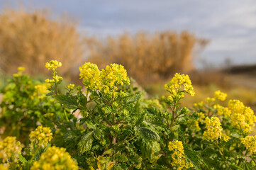 Obraz premium Beautiful yellow flowers on a sunny morning