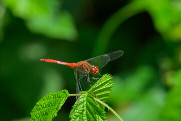 A Ruddy Darter dragonfly resting on a plant
