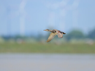 A Gadwall in flight on a sunny day