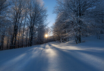 The morning sun rising through the trees in the forest and the sunlight filtering through the trees.