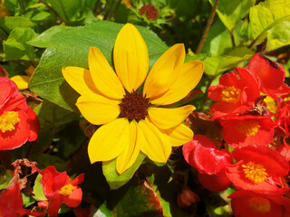 Helianthus bushes with yellow flowers bloom in a flower bed.
