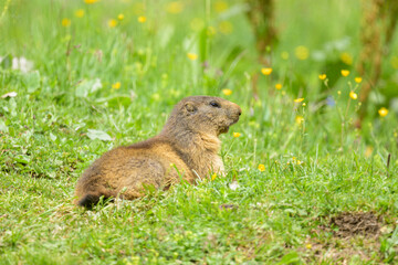 An alpine marmot sitting in a meadow on a sunny day in summer